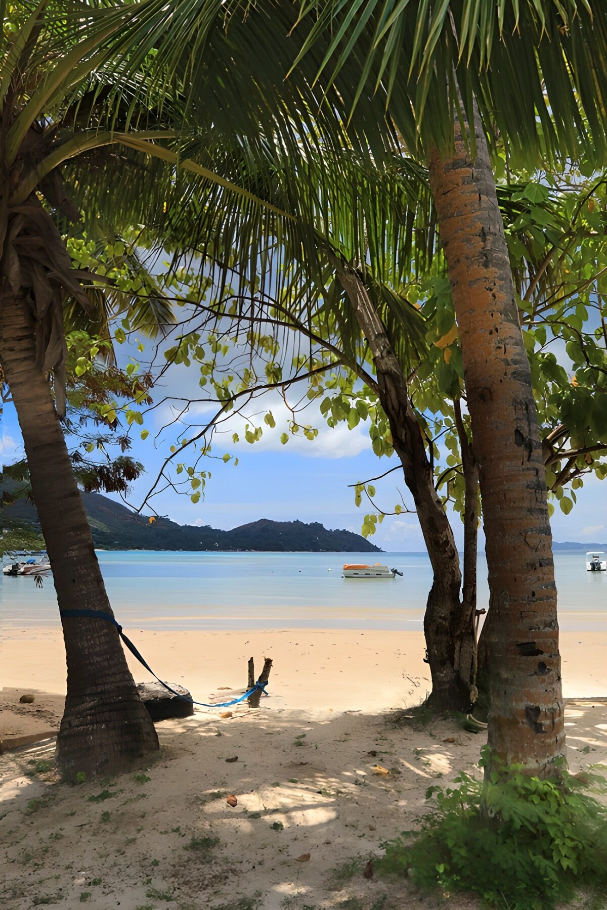 TPFR14158: Plage tranquille sous les palmiers