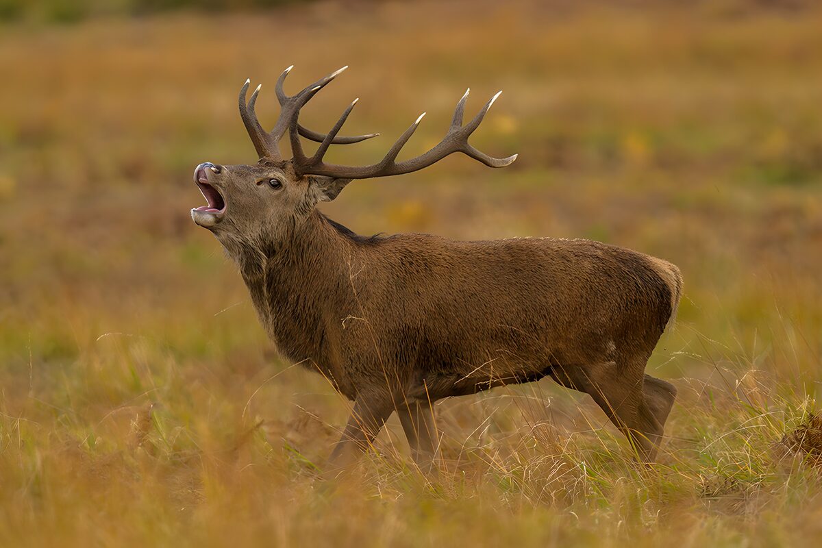 TPFR15349: Cerf majestueux dans son habitat naturel