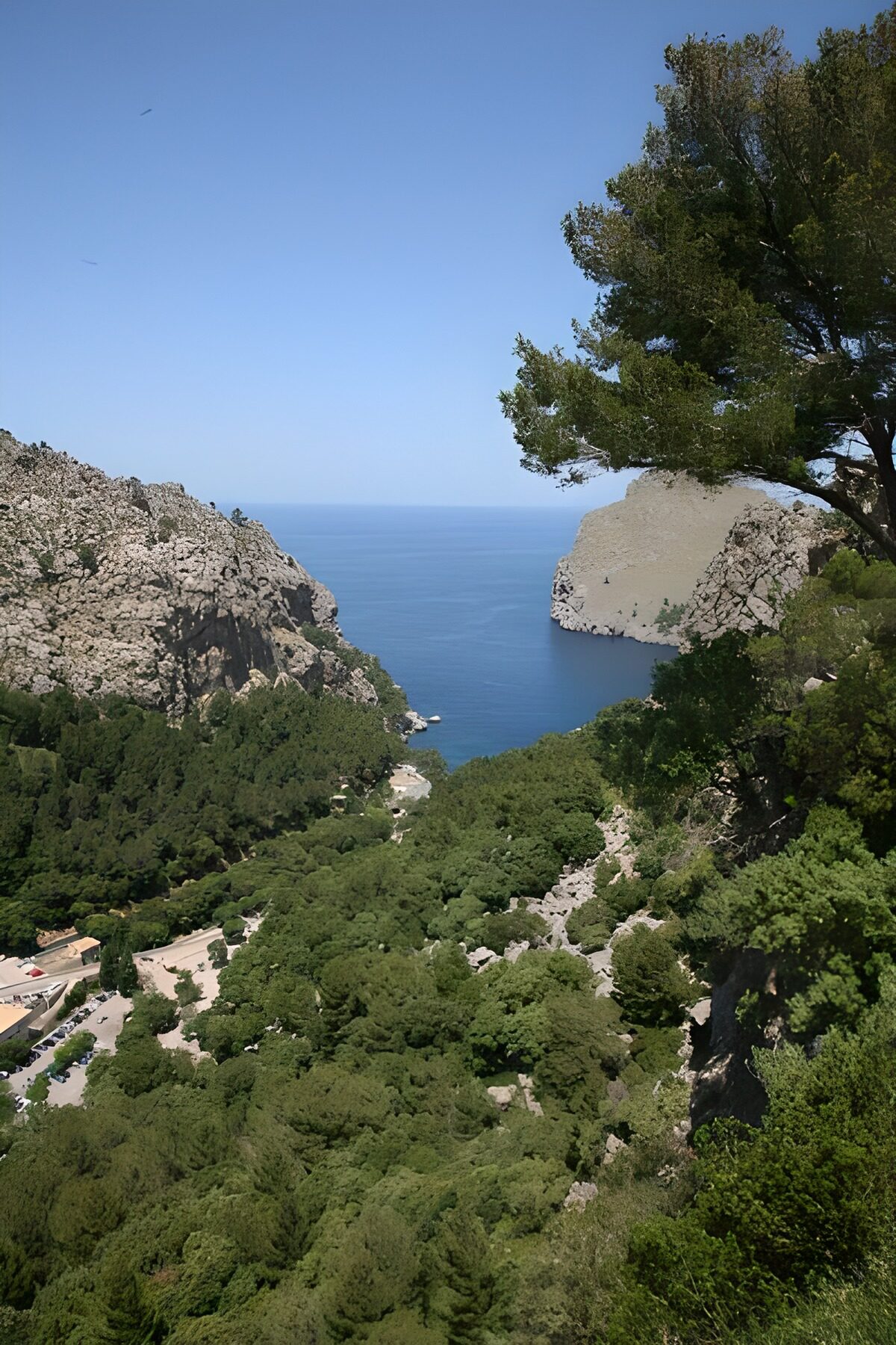 Panorama maritime du haut d'une colline avec un arbre à l'avant-plan 3