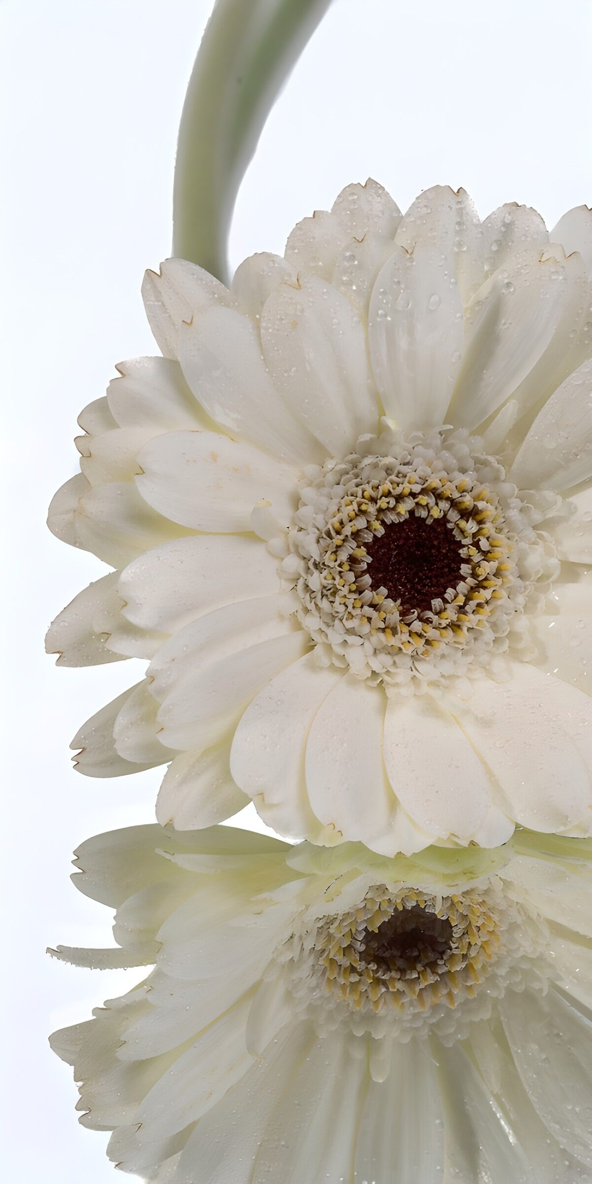 TPFR43838: Fleur de gerbera lumineuse