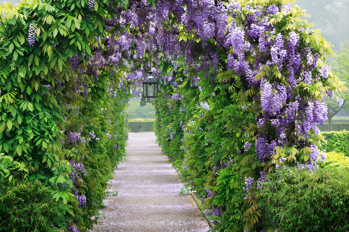 TPFR81791: Arches fleuries de glycine
