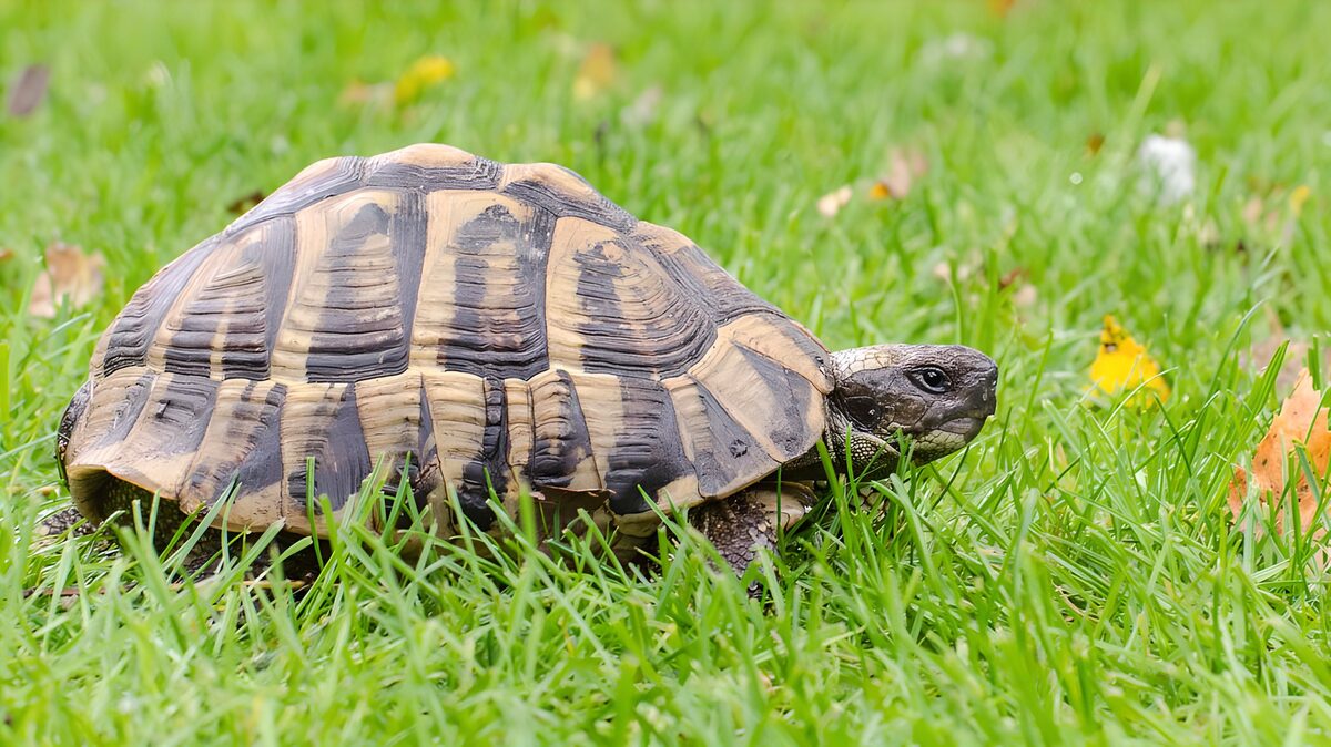 Tortue sur l'herbe verdoyante