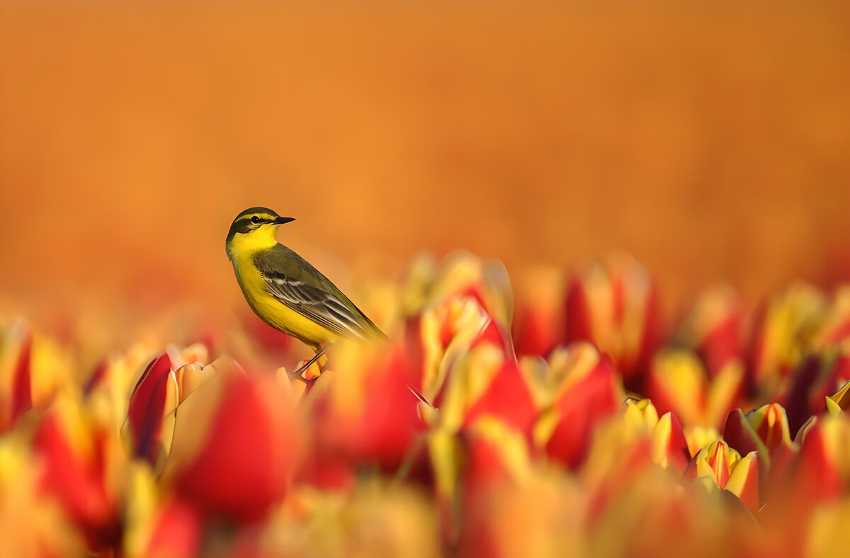 TPFR52568: Oiseau jaune parmi des tulipes colorées