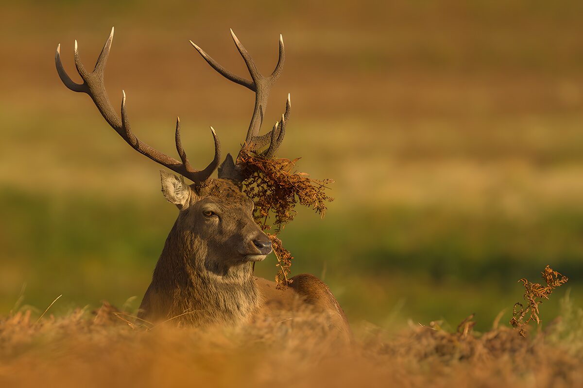 TPFR71957: Cerf majestueux dans la nature