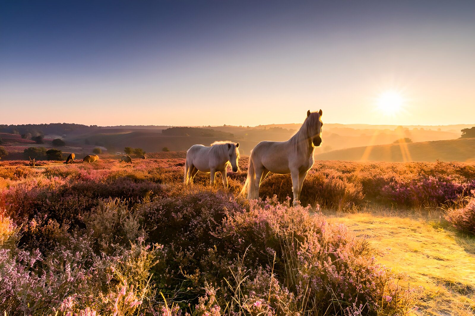TPFR88992: Chevaux au lever du soleil