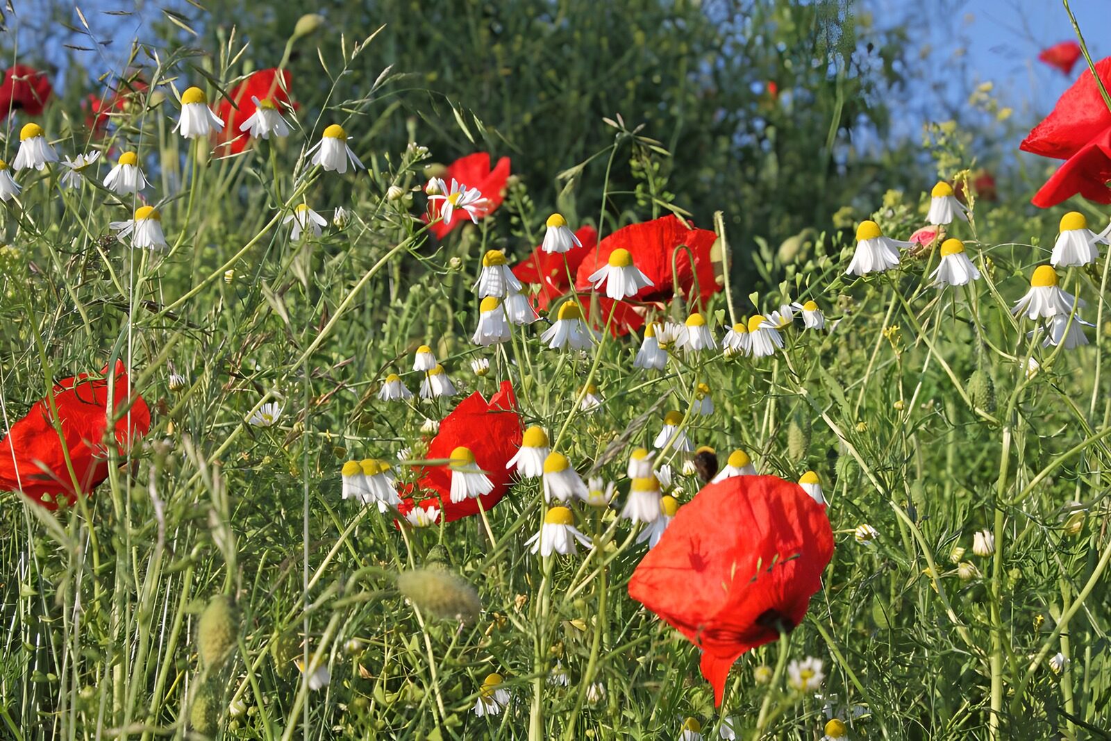 TPFR91019: Fleurs sauvages en pleine floraison