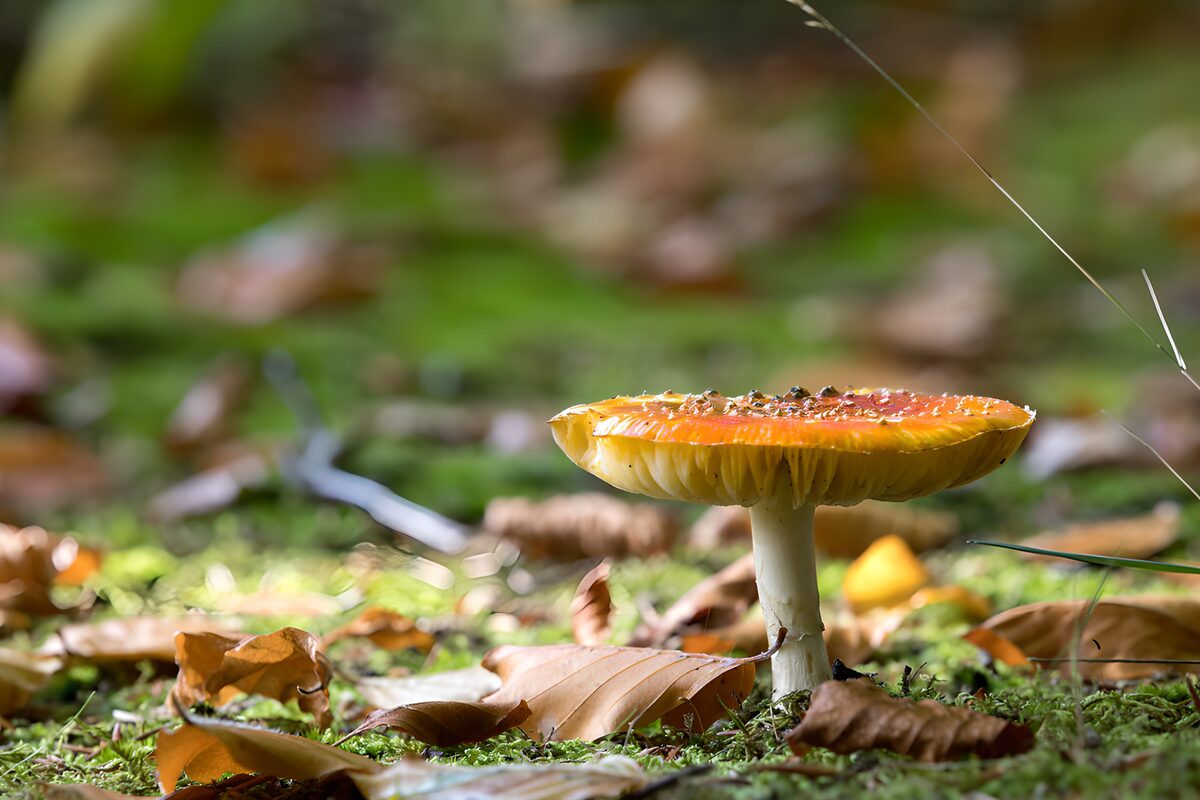 TPFR66408: Champignon coloré au milieu des feuilles