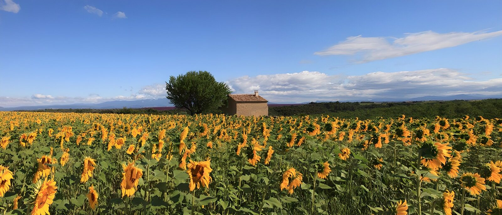 TPFR31393: Champs de tournesols en été