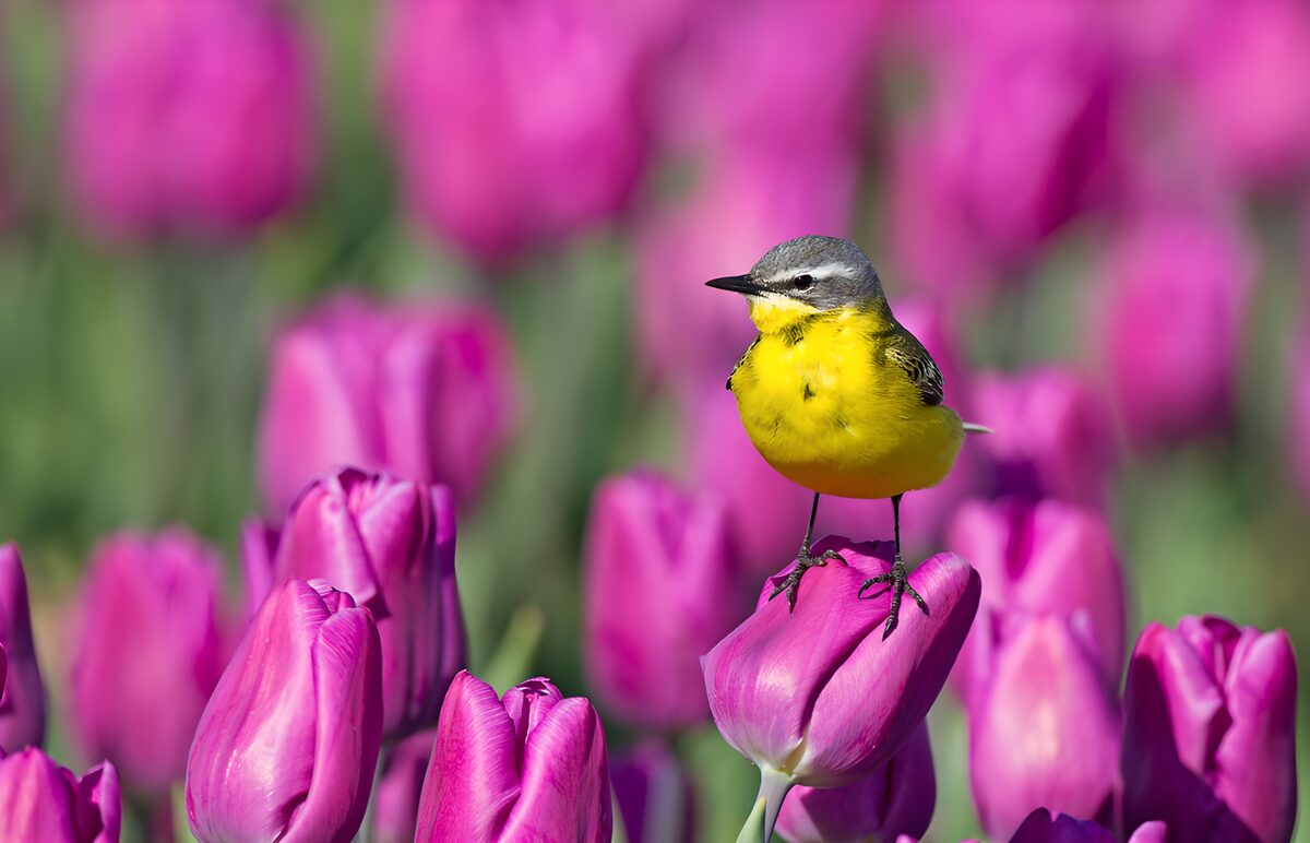 TPFR79948: Un oiseau coloré parmi les tulipes roses