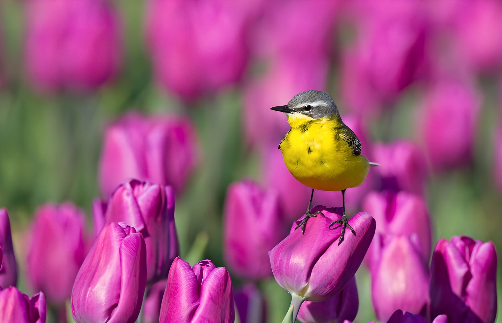 TPFR79948: Un oiseau coloré parmi les tulipes roses