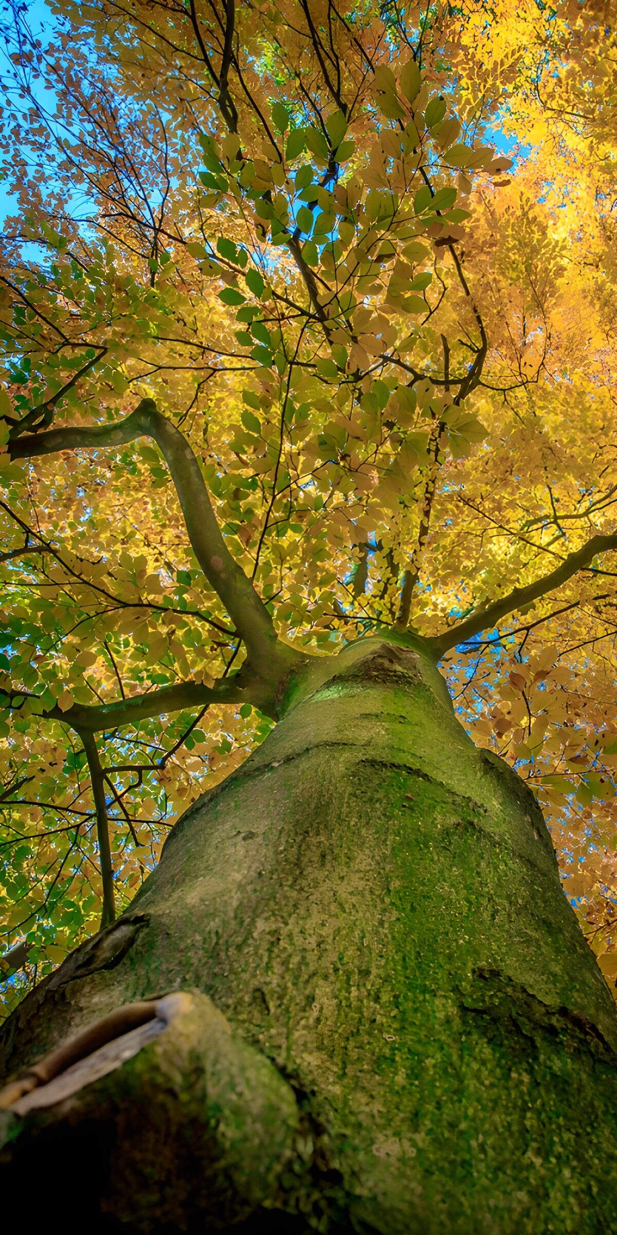 TPFR35892: Beauté automnale des arbres