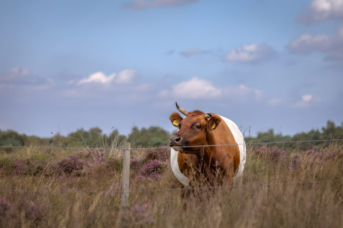 TPFR24198: Vache dans un champ de fleurs sauvages