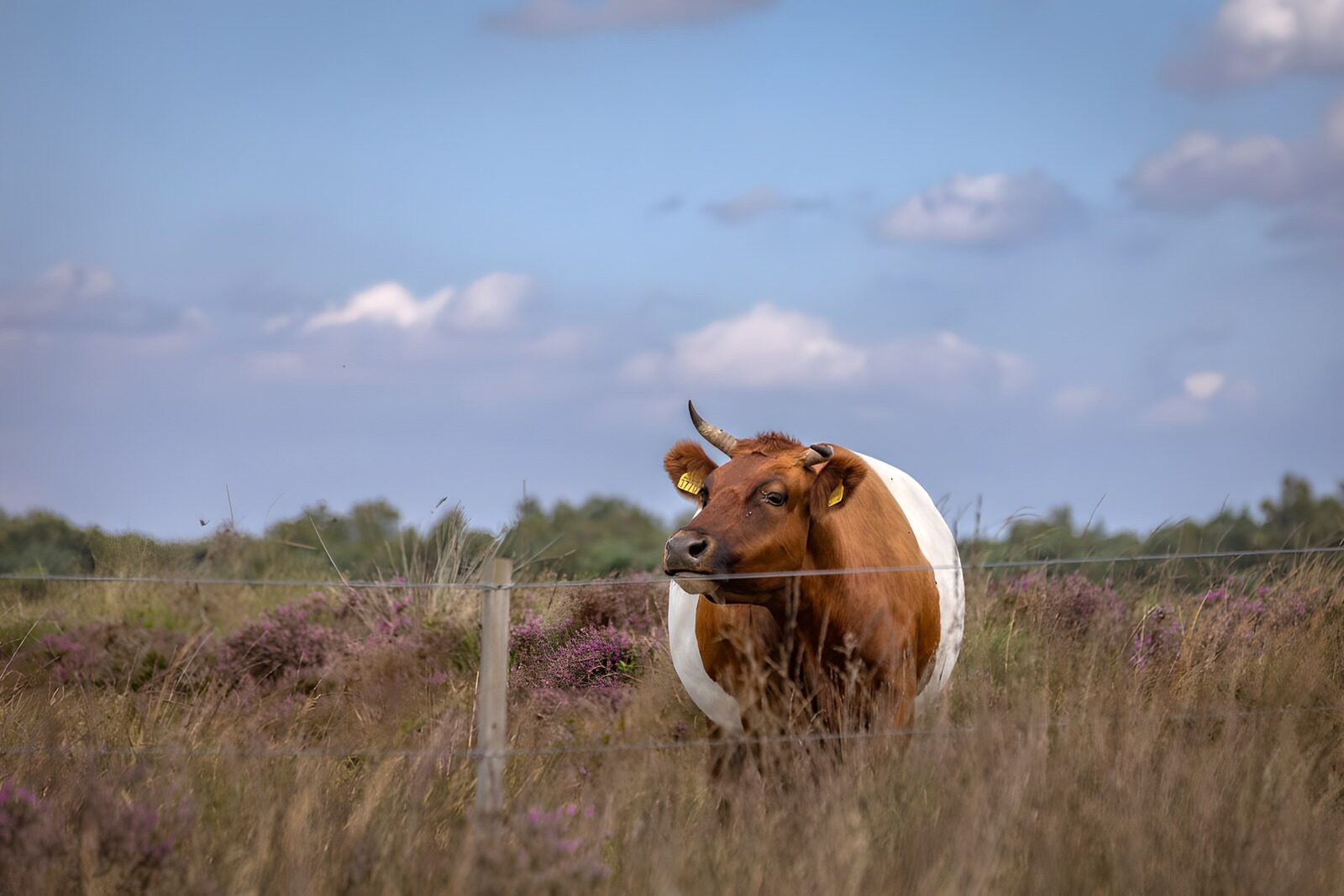 TPFR24198: Vache dans un champ de fleurs sauvages
