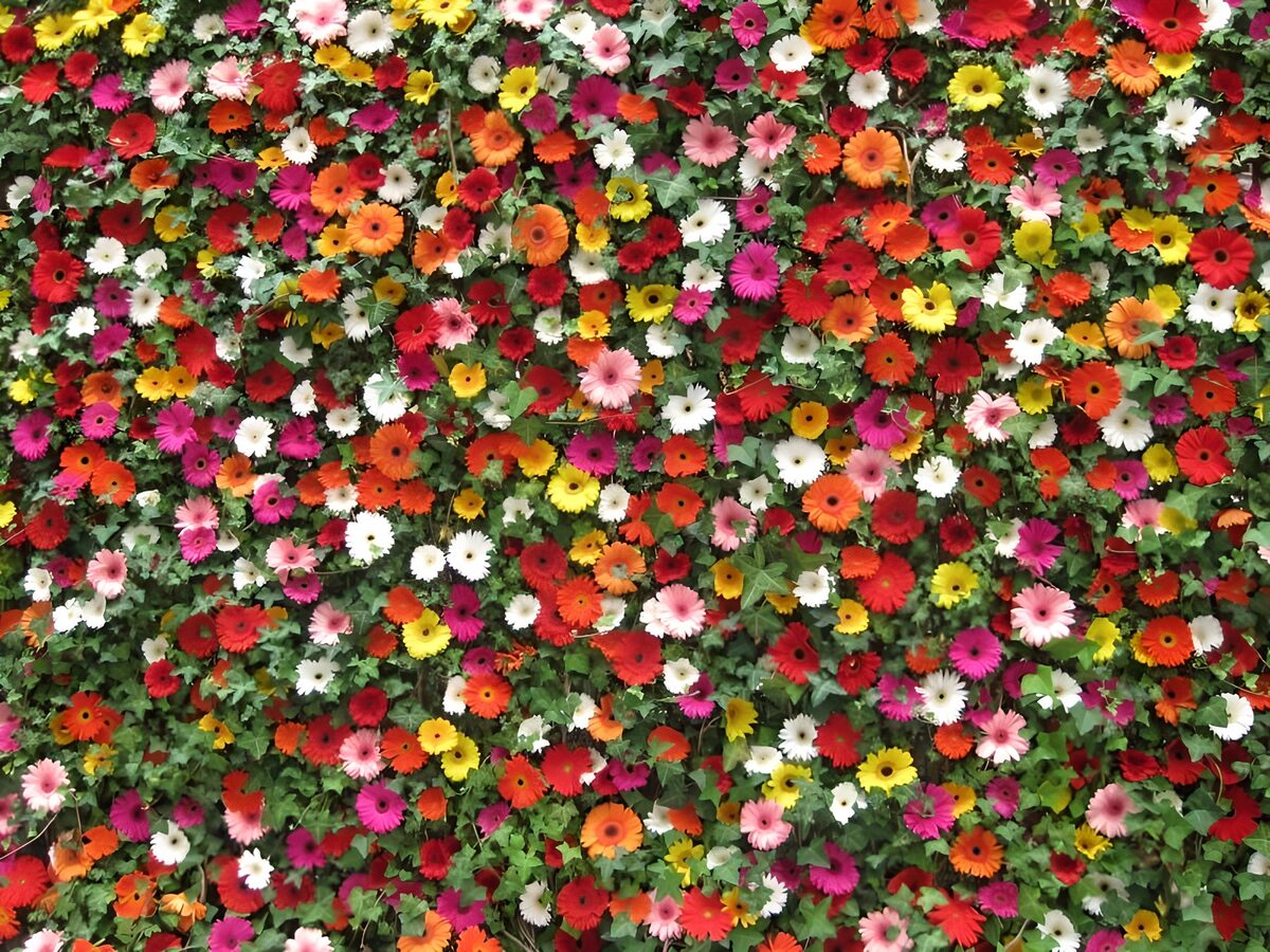 TPFR45830: Mur de fleurs