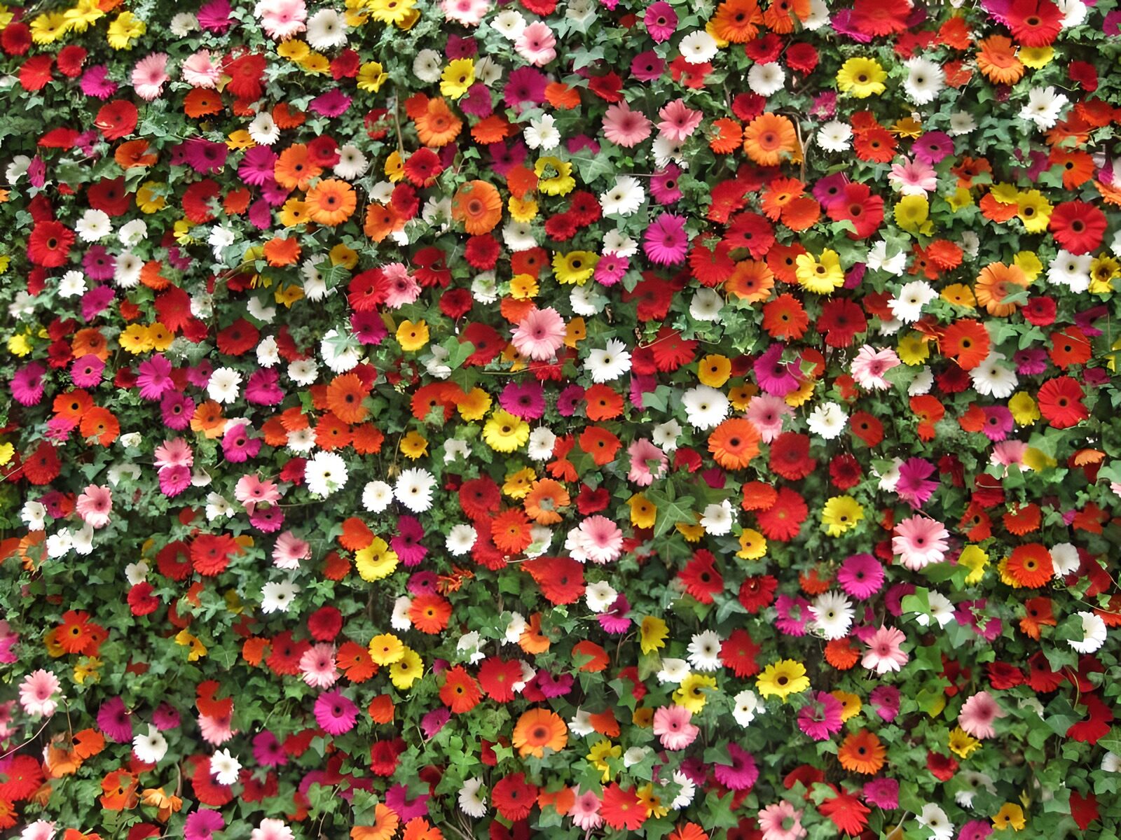 TPFR45830: Mur de fleurs