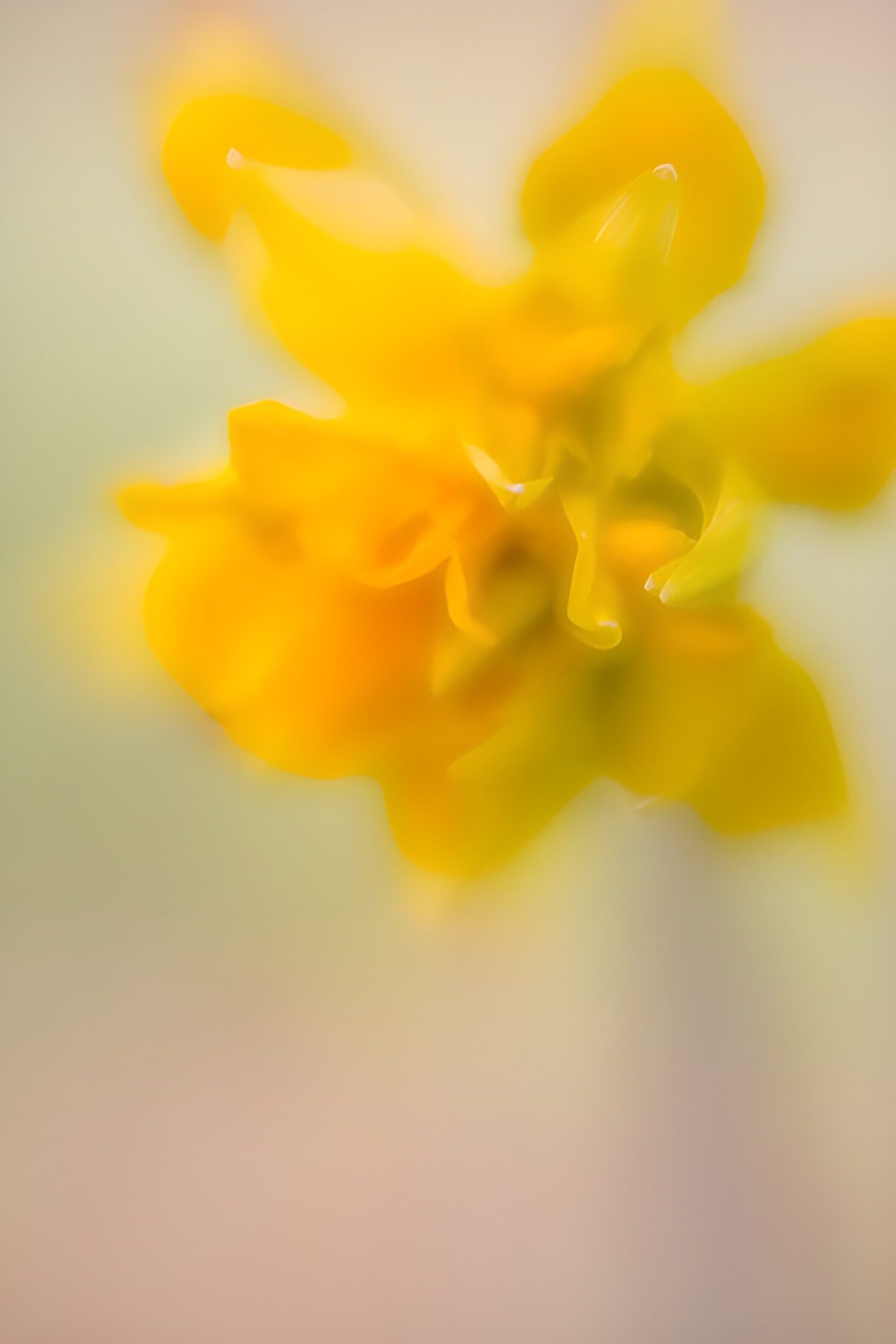 TPFR25108: Fleur jaune floue et lumineuse