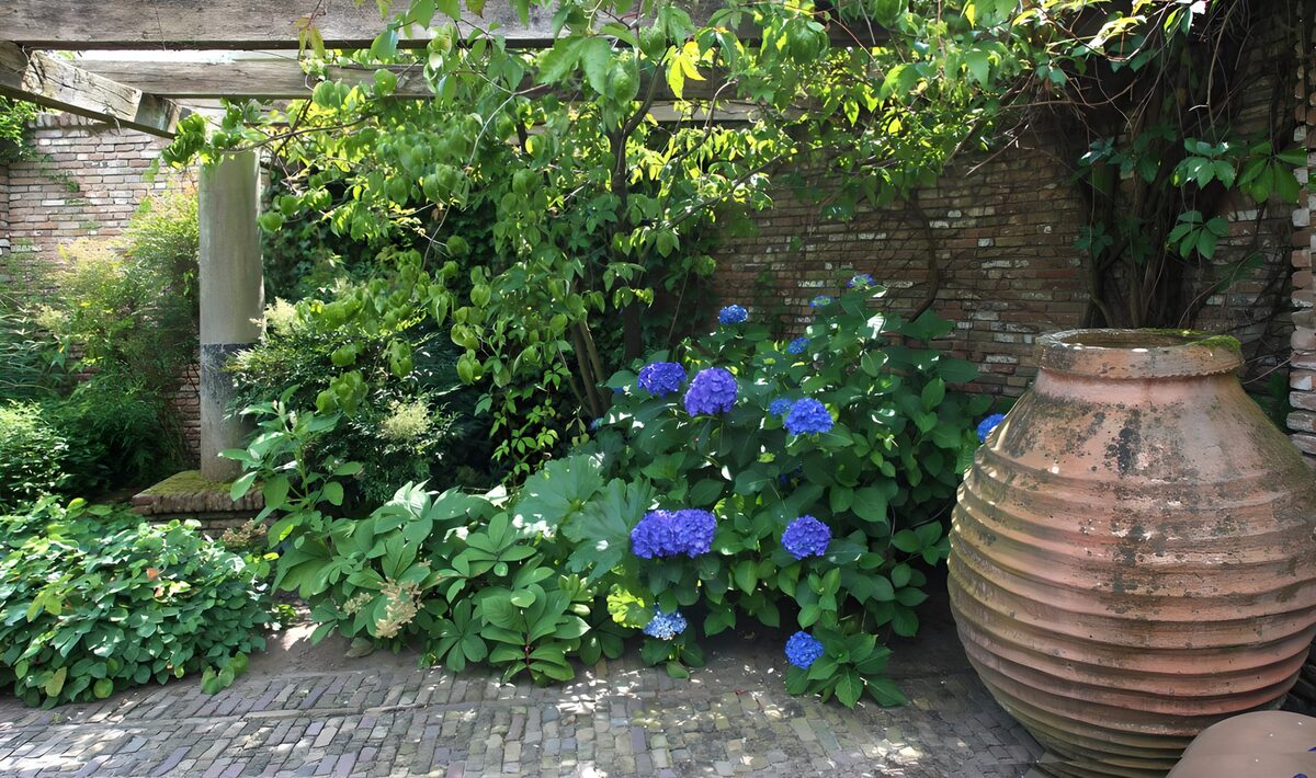 TPFR49522: Jardin paisible avec des hortensias bleus