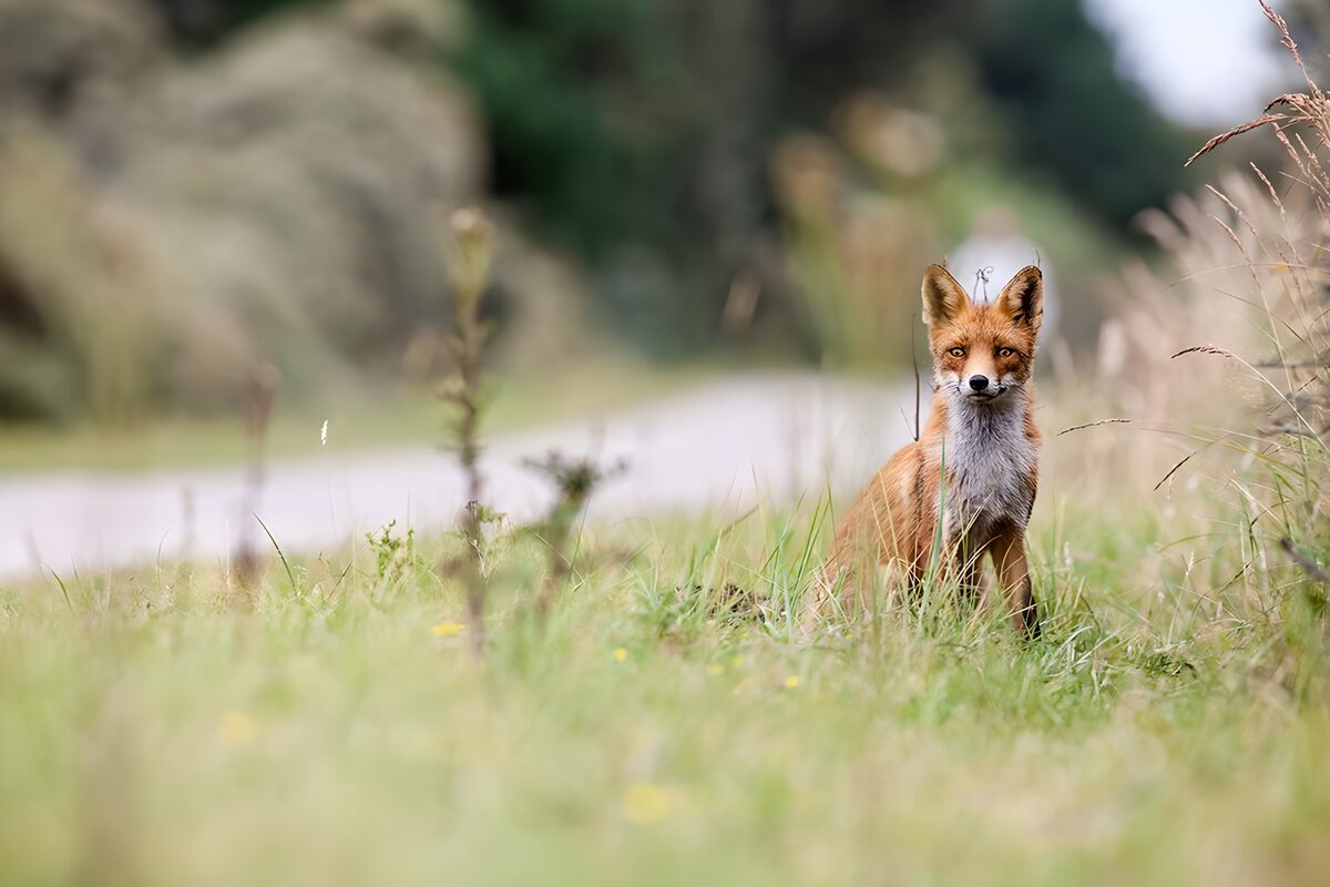TPFR48235: Renard solitaire dans les champs
