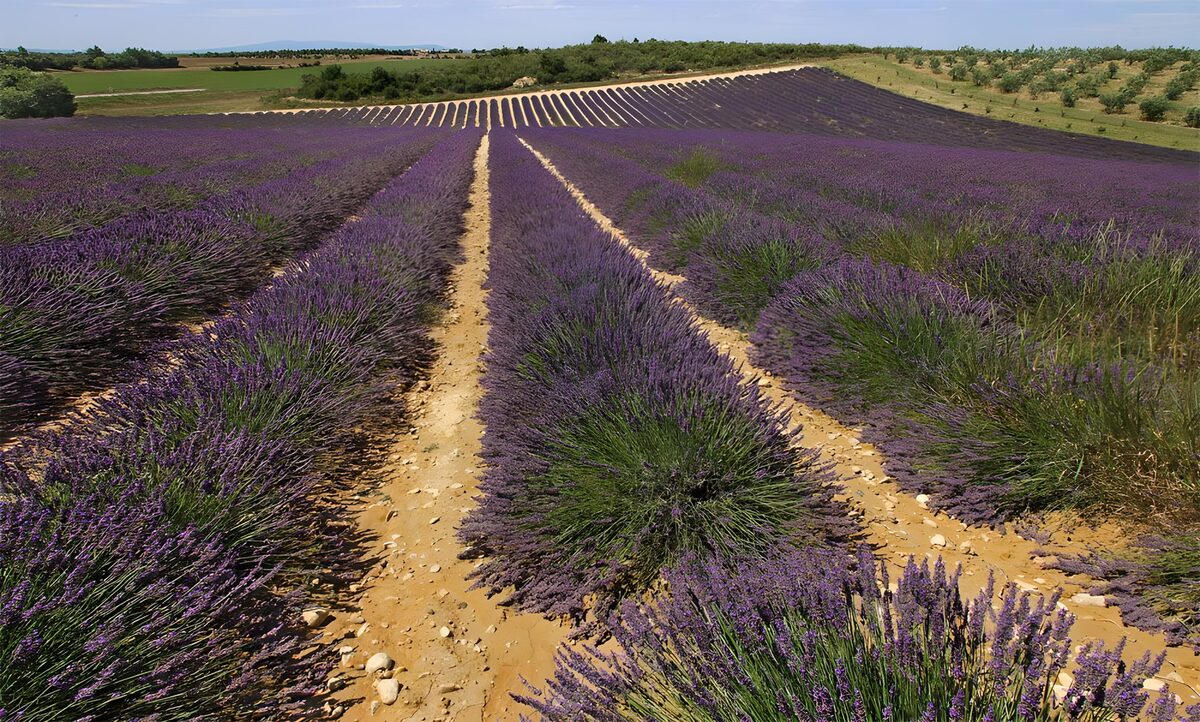 Champs de lavande en Provence