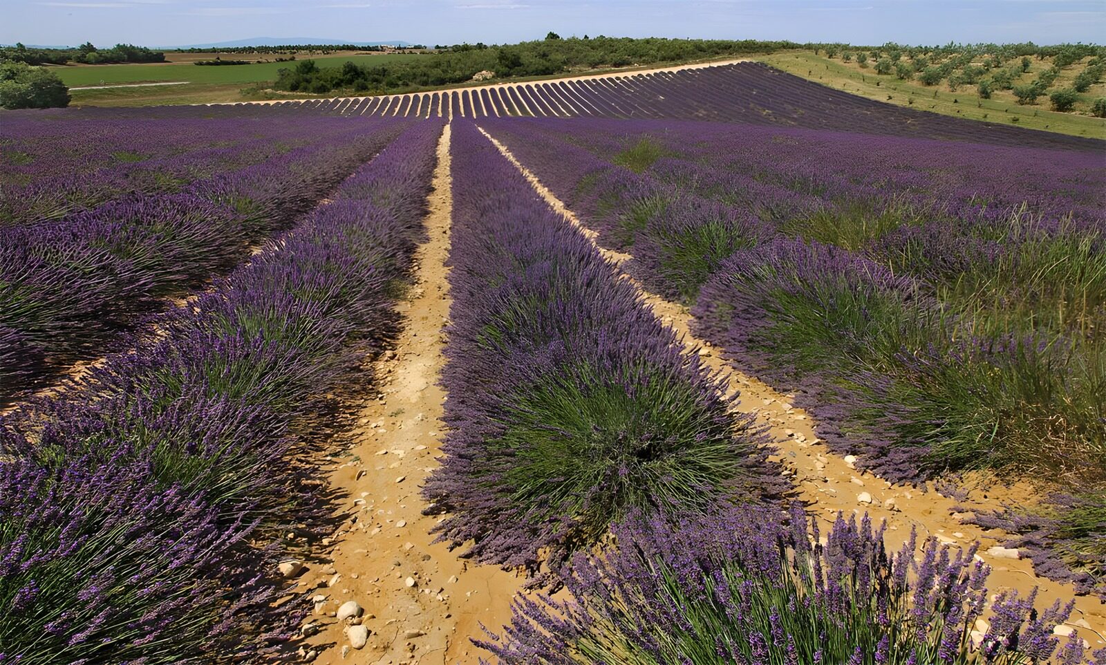 TPFR24519: Champs de lavande en Provence