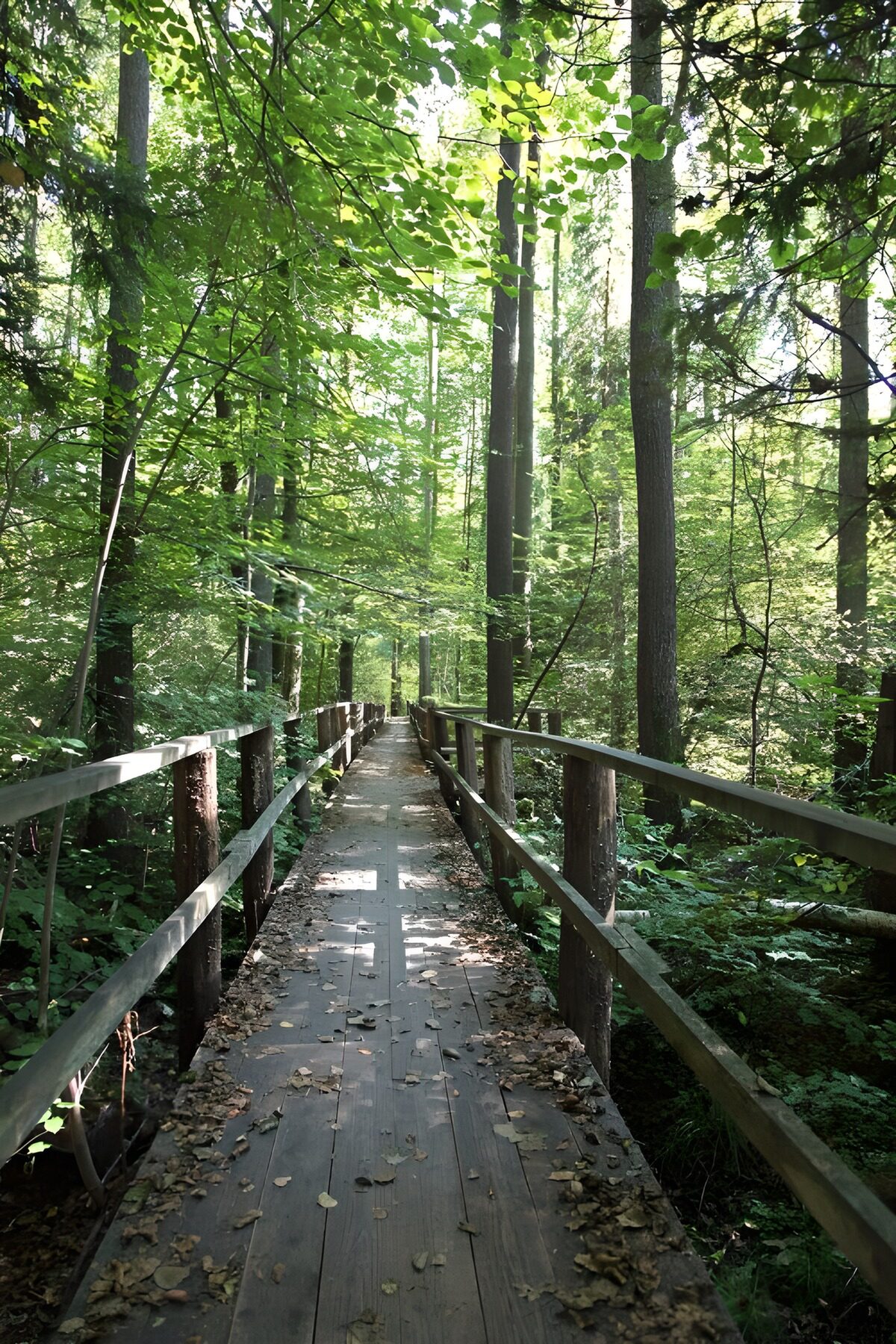 TPFR61613: Sentier paisible dans la forêt verdoyante