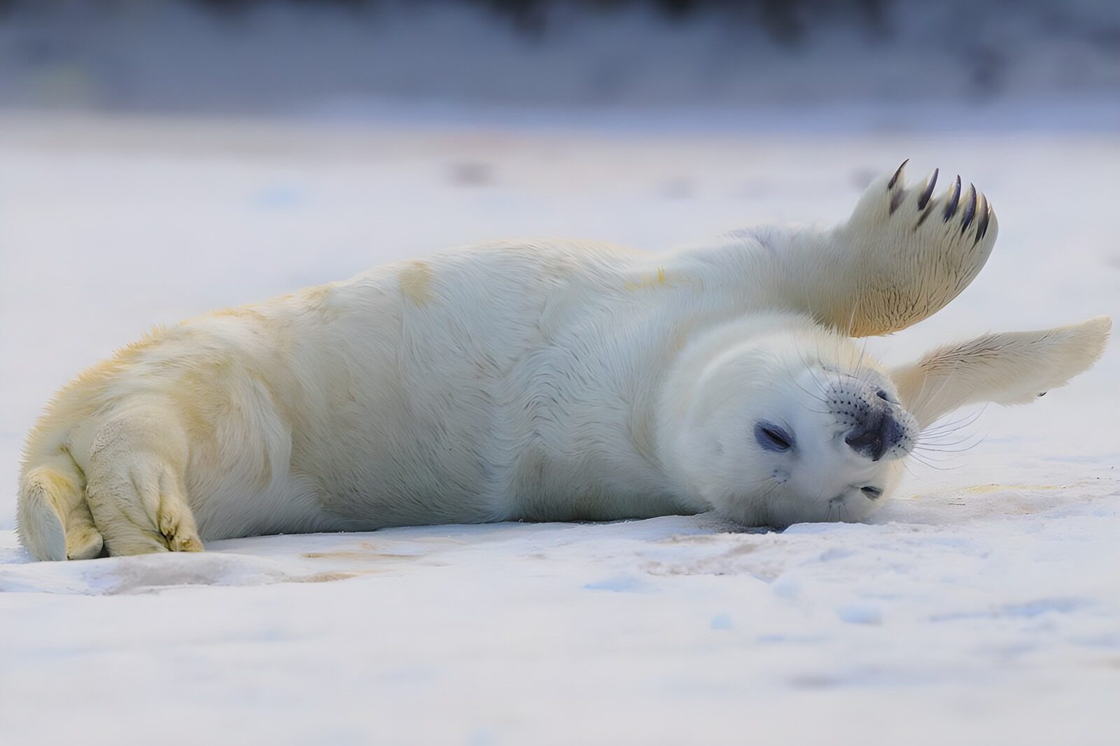 TPFR62347: Phoque amusant sur la glace