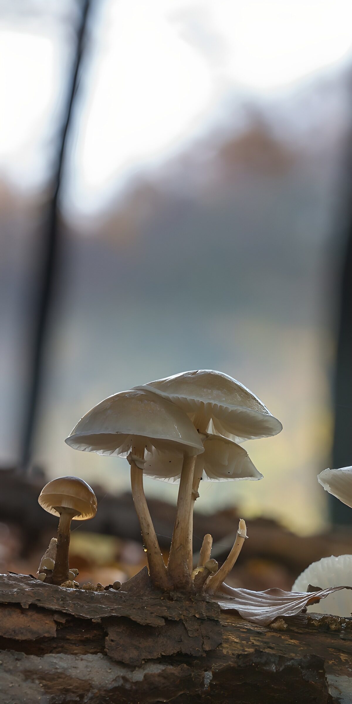 TPFR59818: Champignons dans la forêt