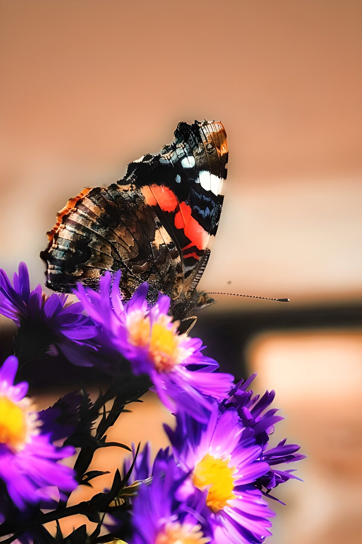 TPFR59657: Papillons 21