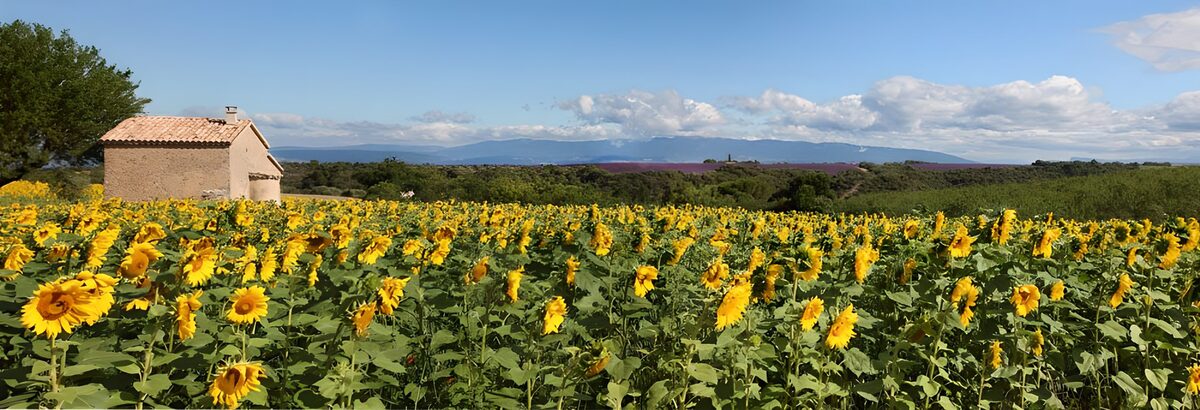 Champs de tournesols en Provence