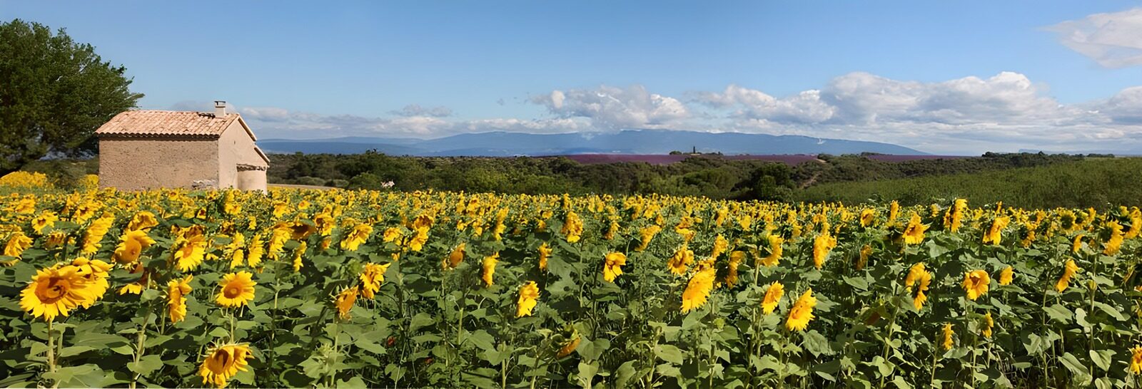 TPFR98194: Champs de tournesols en Provence