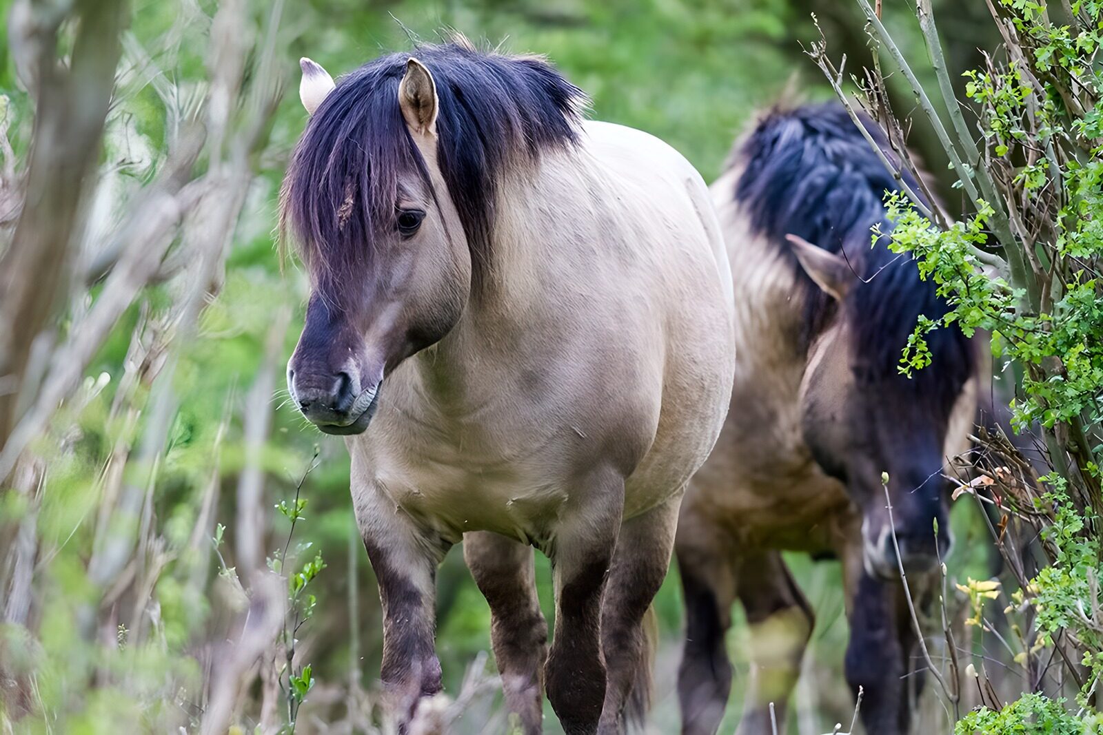 TPFR62580: Chevaux dans la nature verdoyante