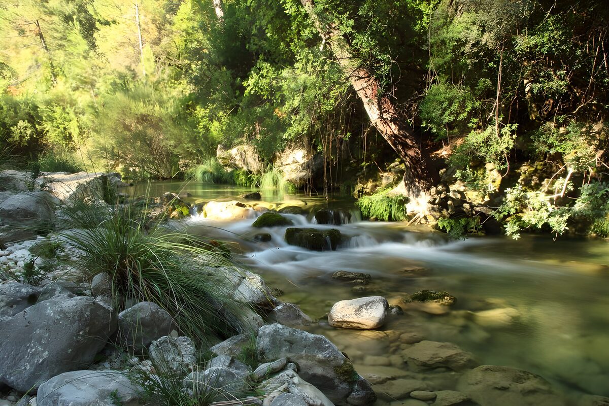 TPFR95807: Ruisseau paisible au milieu des arbres