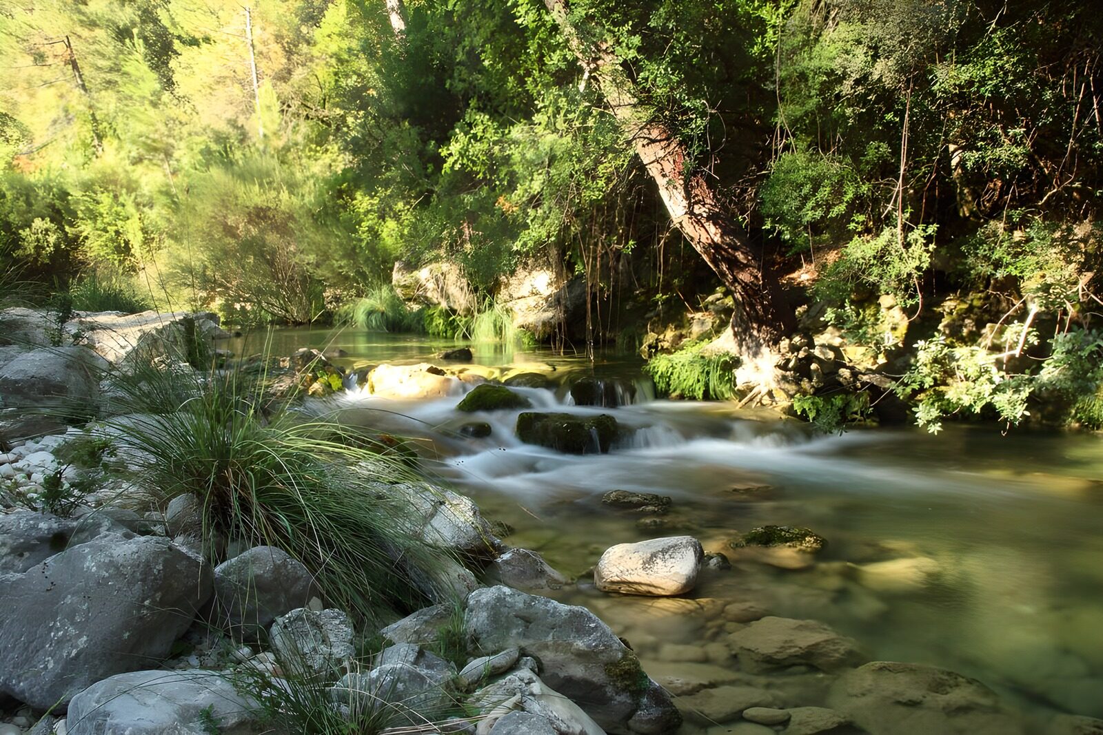 TPFR95807: Ruisseau paisible au milieu des arbres