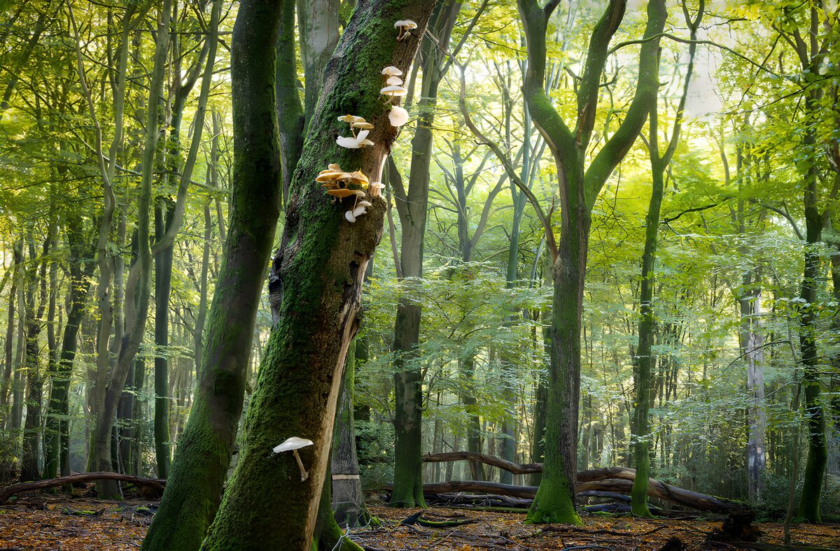 TPFR39862: Champignons dans la forêt verdoyante