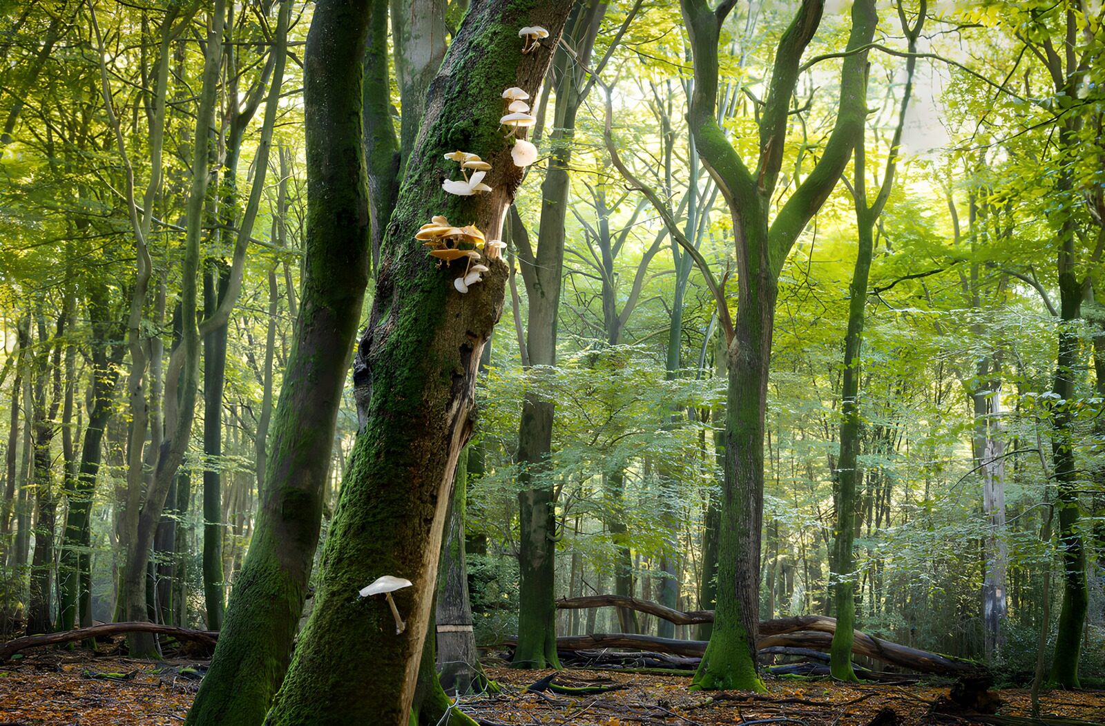 TPFR39862: Champignons dans la forêt verdoyante