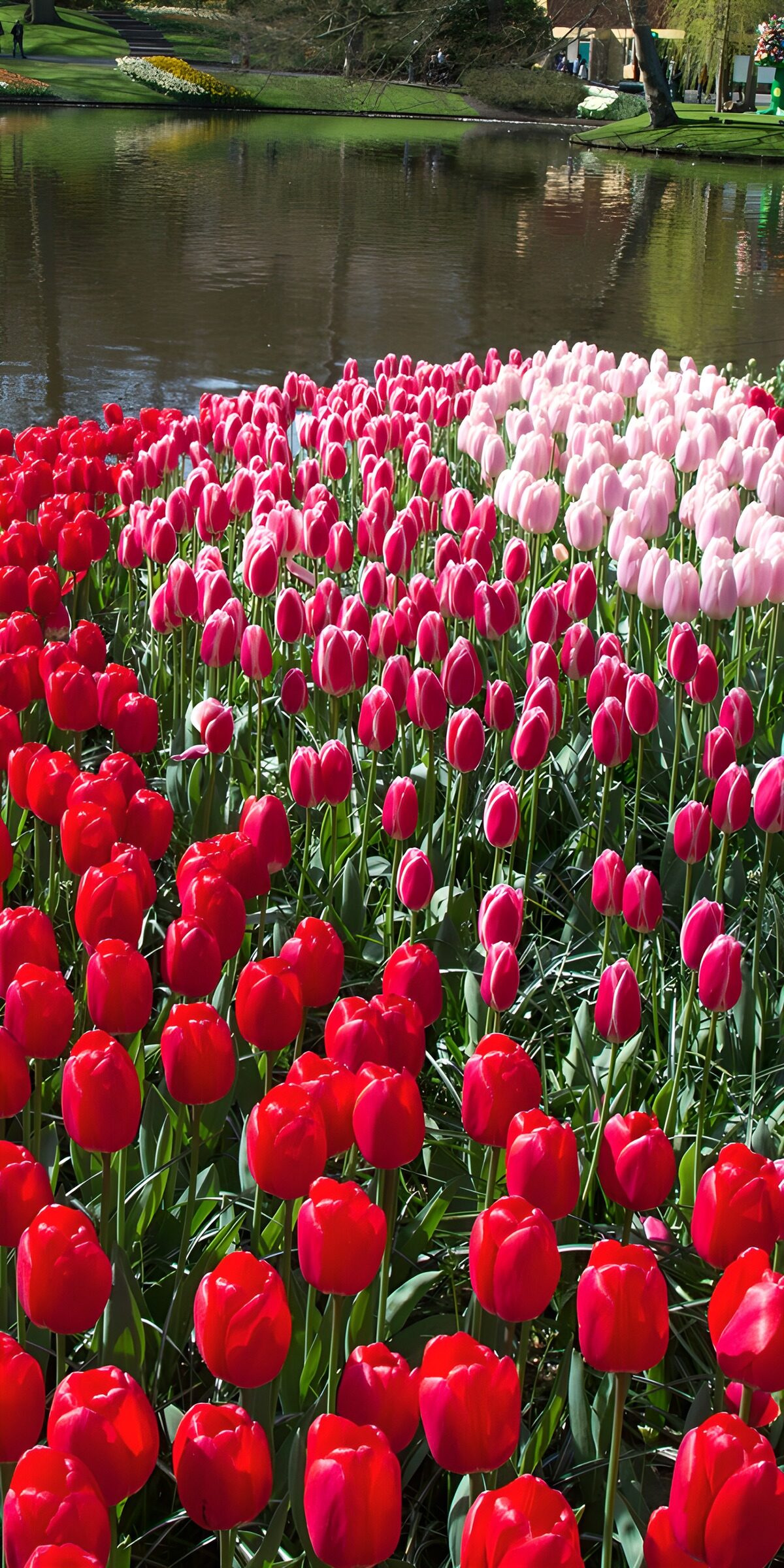 TPFR11339: Champs de tulipes colorées au printemps