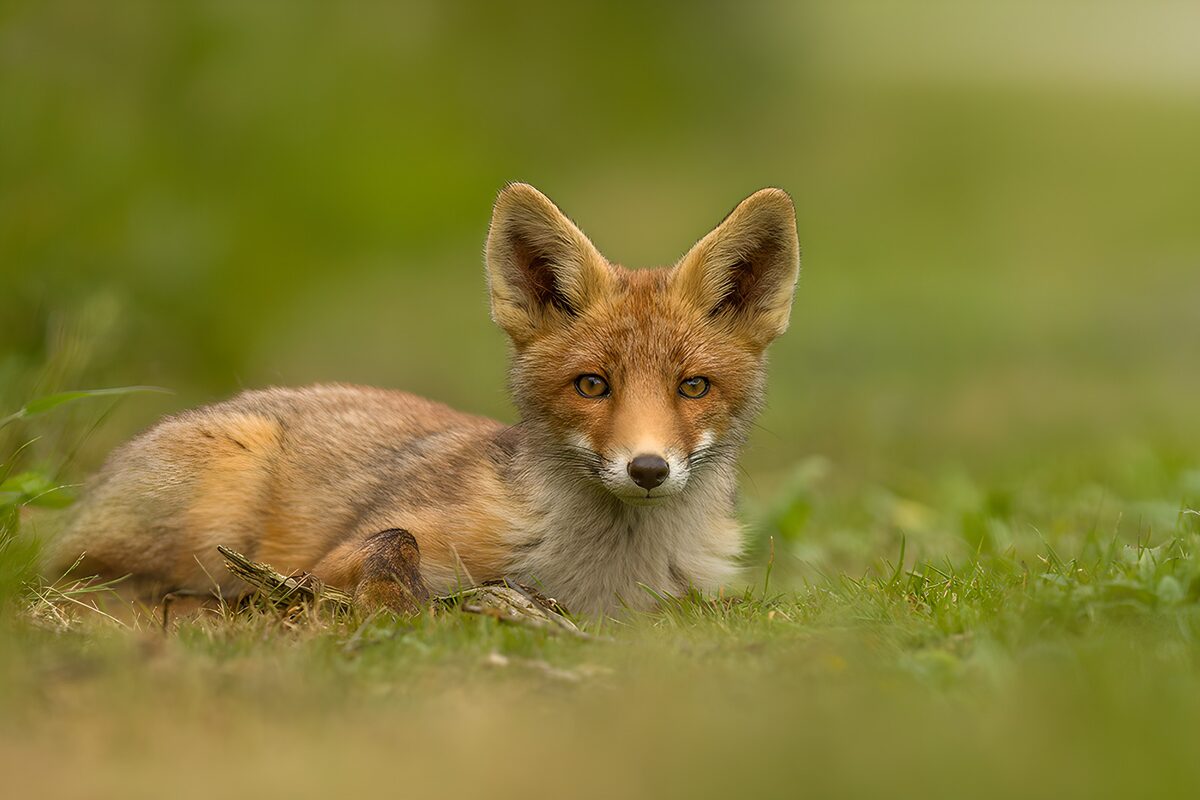 Renard curieux dans la nature