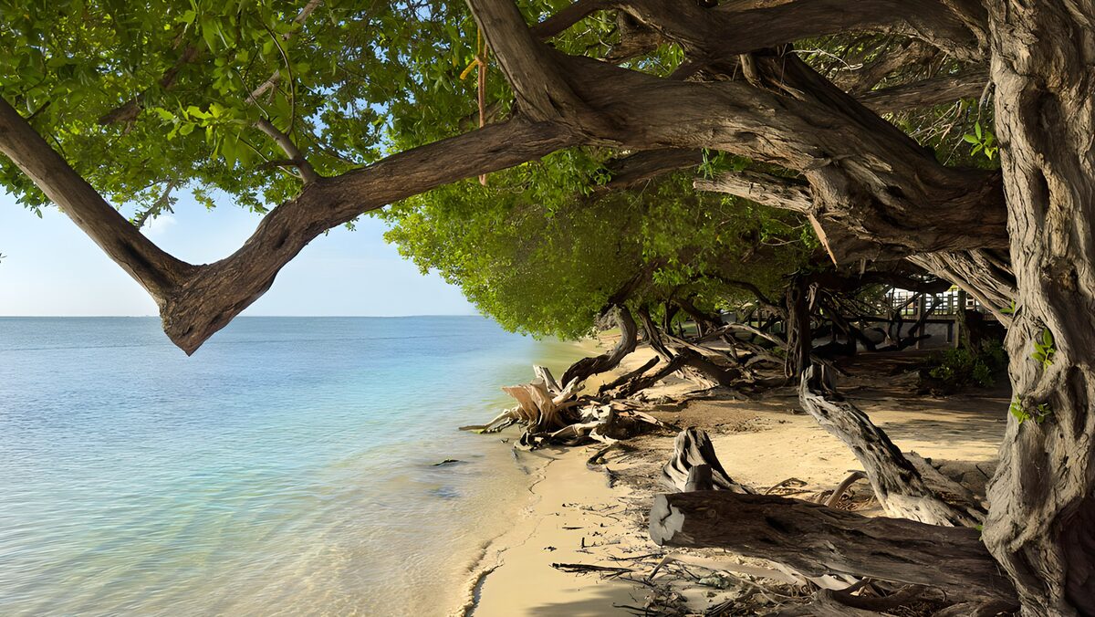 TPFR98874: Plage paisible sous les arbres verdoyants