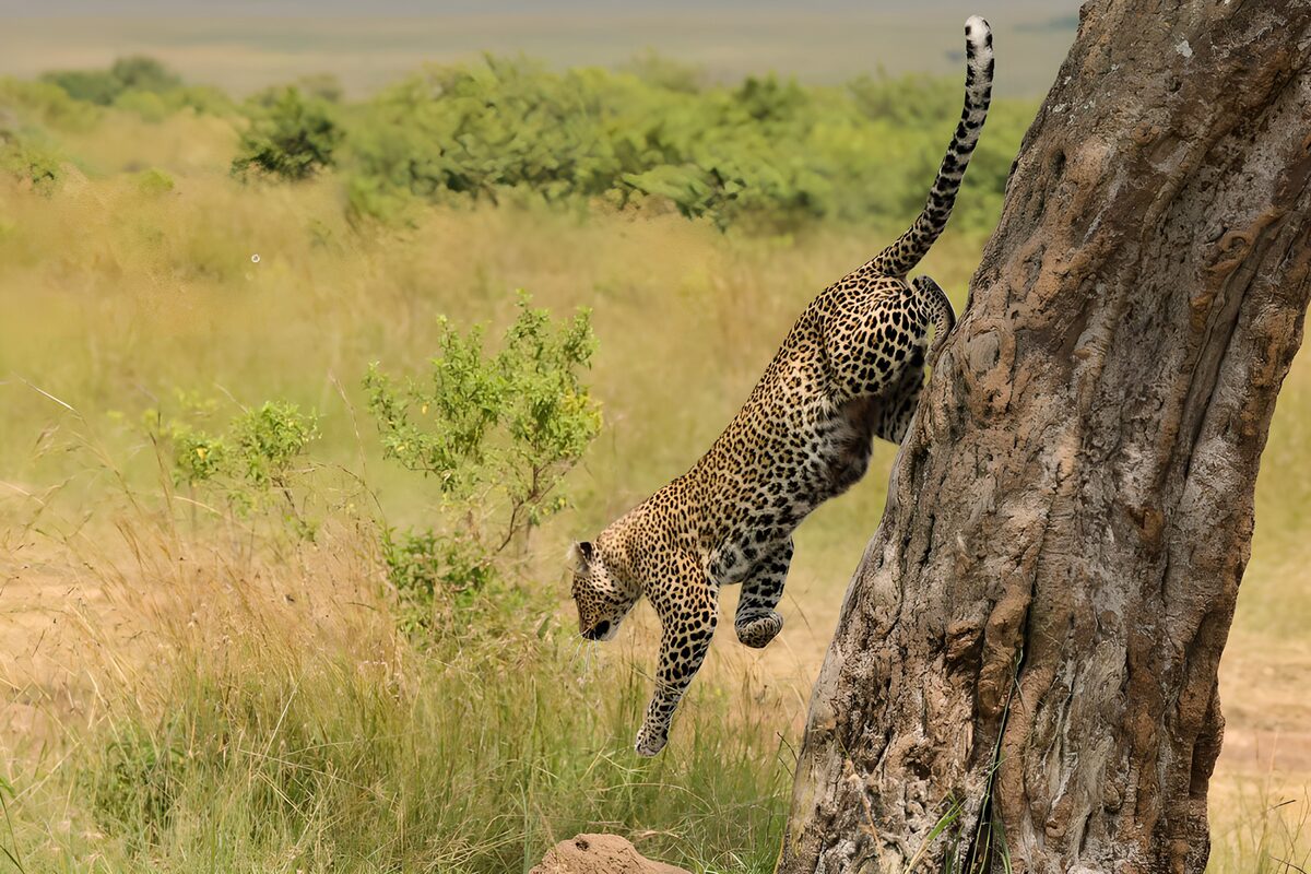 Léopard en pleine chasse