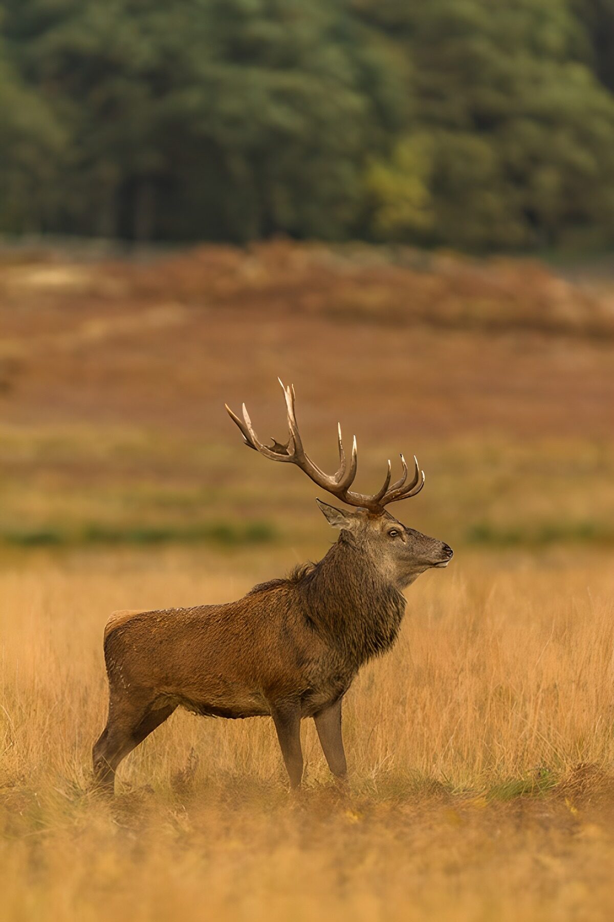 TPFR10553: Cerf majestueux dans la prairie