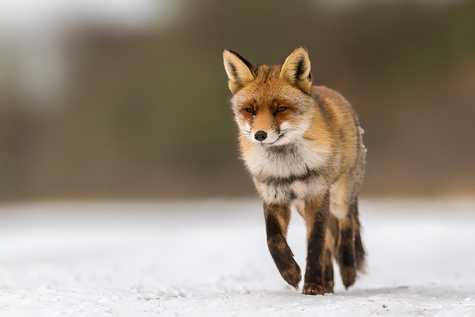TPFR26339: Renard majestueux sur la neige