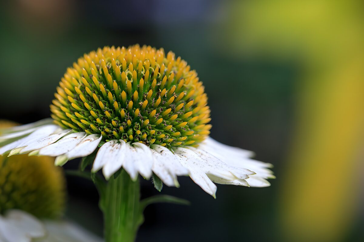 TPFR63034: Fleur de coneflower en détail