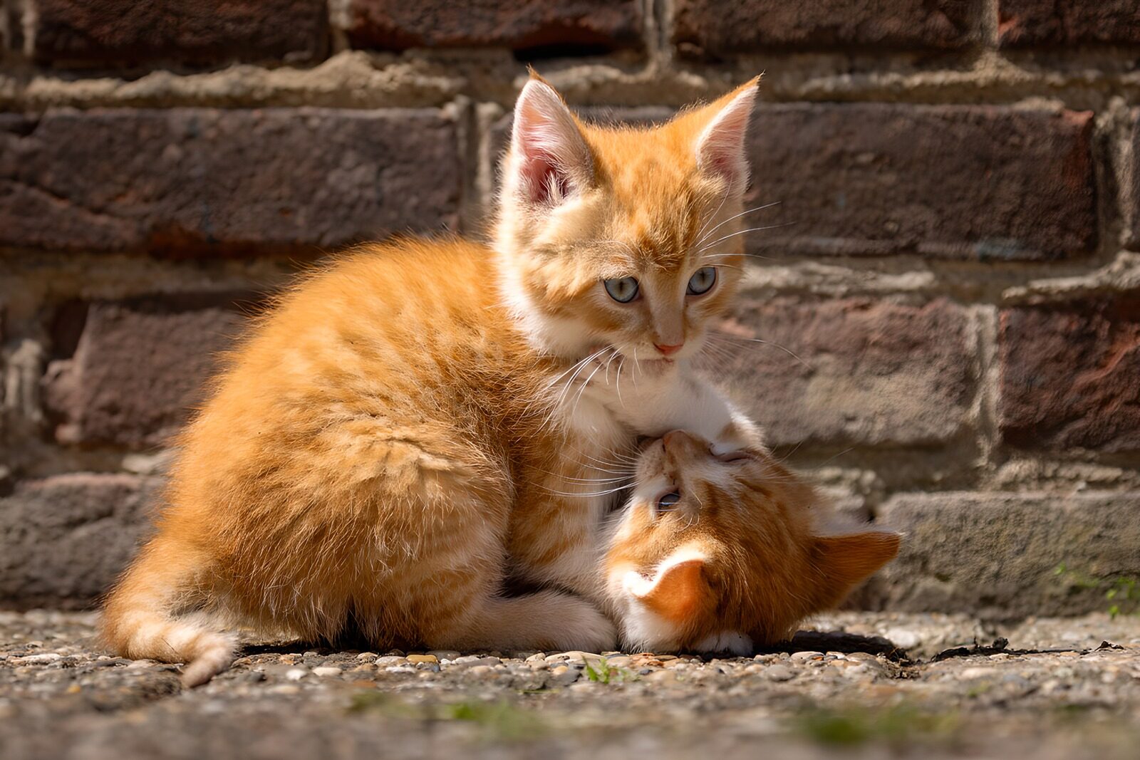 TPFR93430: Deux chatons roux câlins