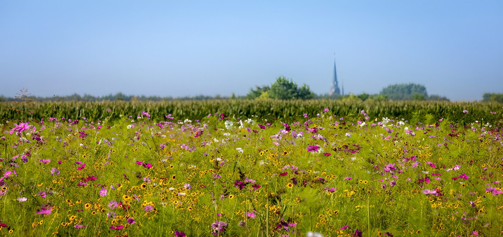 TPFR29530: Champ de fleurs colorées