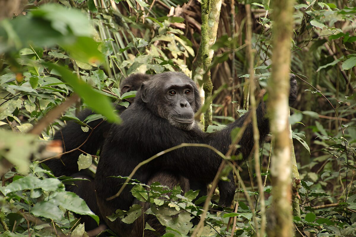 TPFR89313: Chimpanzé dans la forêt dense