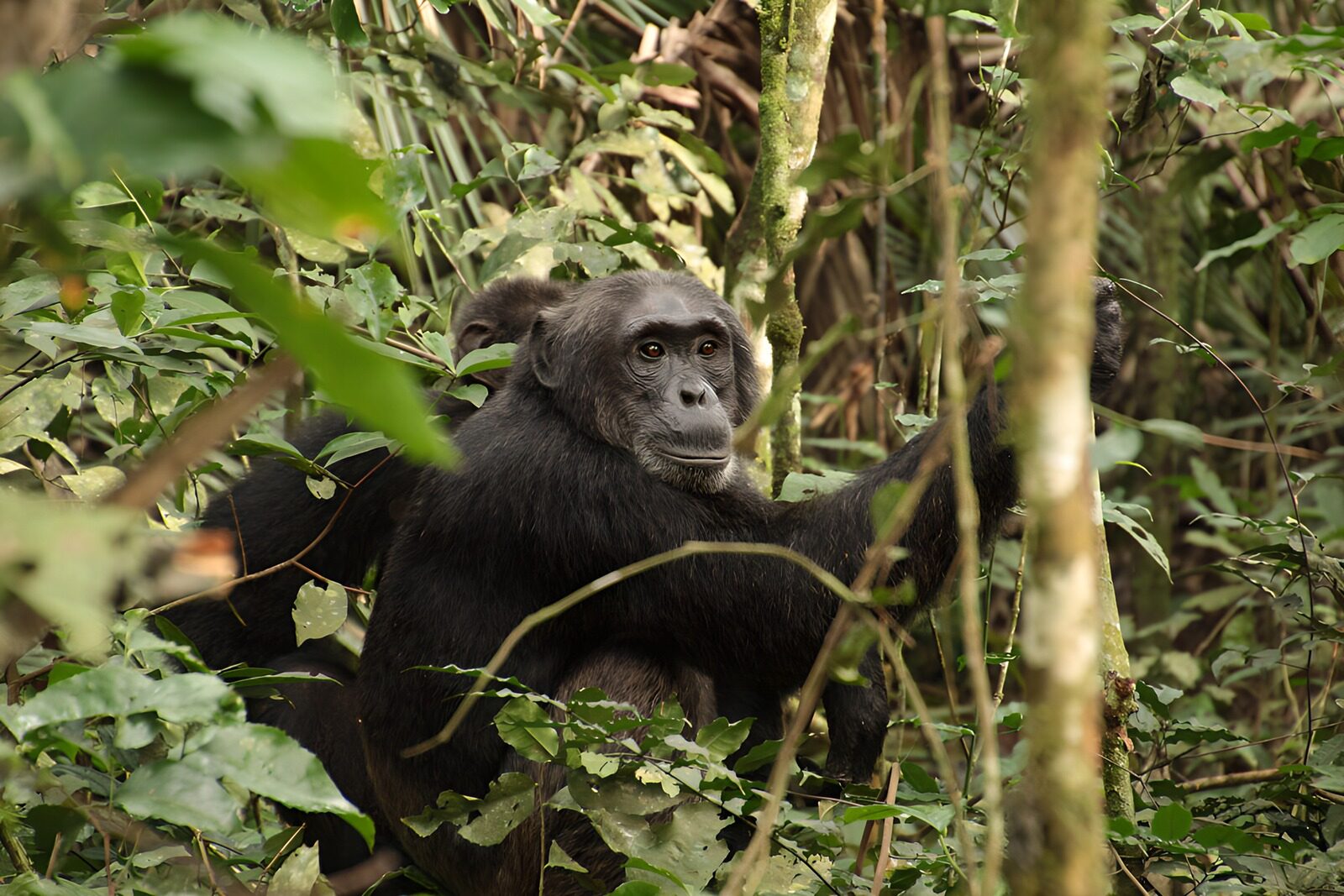 TPFR89313: Chimpanzé dans la forêt dense