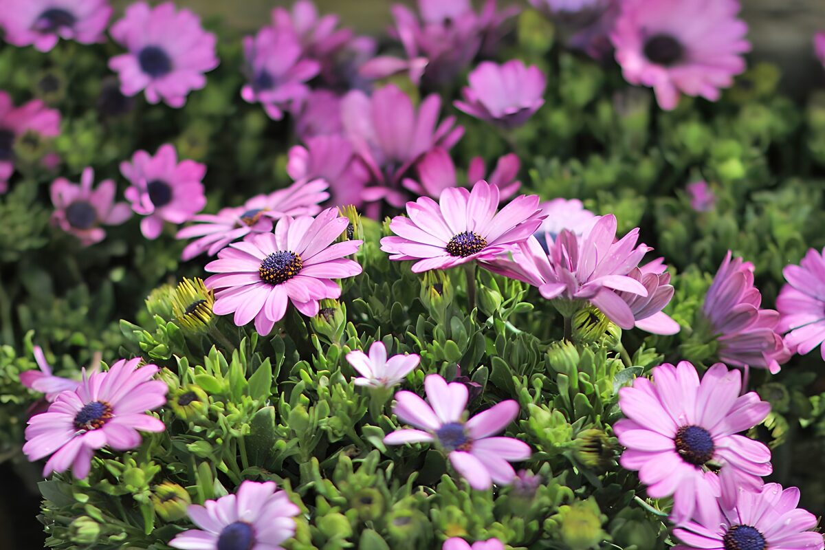 Fleurs roses en floraison