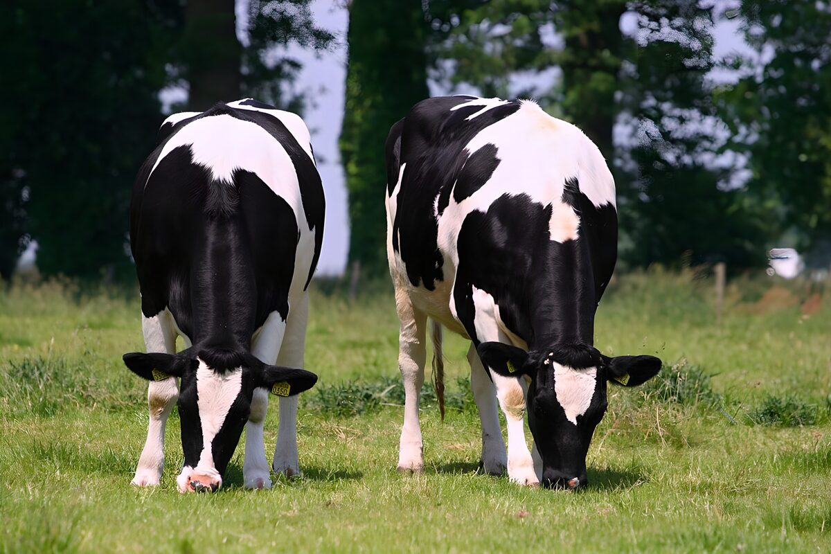 TPFR96317: Vaches paisant dans un champ verdoyant