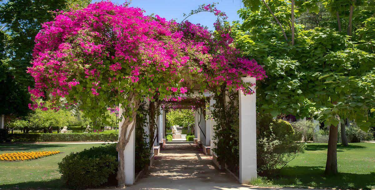 Allée florale sous les bougainvilliers