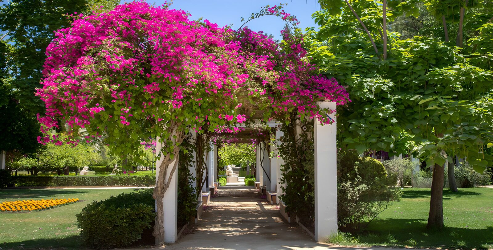 TPFR40579: Allée florale sous les bougainvilliers